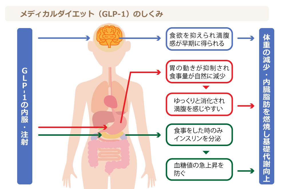 メディカルダイエット (GIP/GLP-1) ｜ 吉祥寺まいにちクリニック 内科・皮膚科・泌尿器科